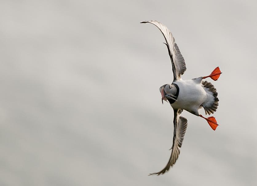 Смешная ворона. Птицы шутят. Забавные птицы. Птицы шутят. Прикольные птицы.