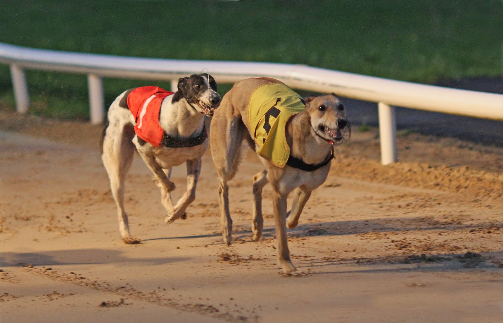 Kilkenny Dogs Photo Gallery