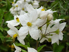 Solanum jazminoide