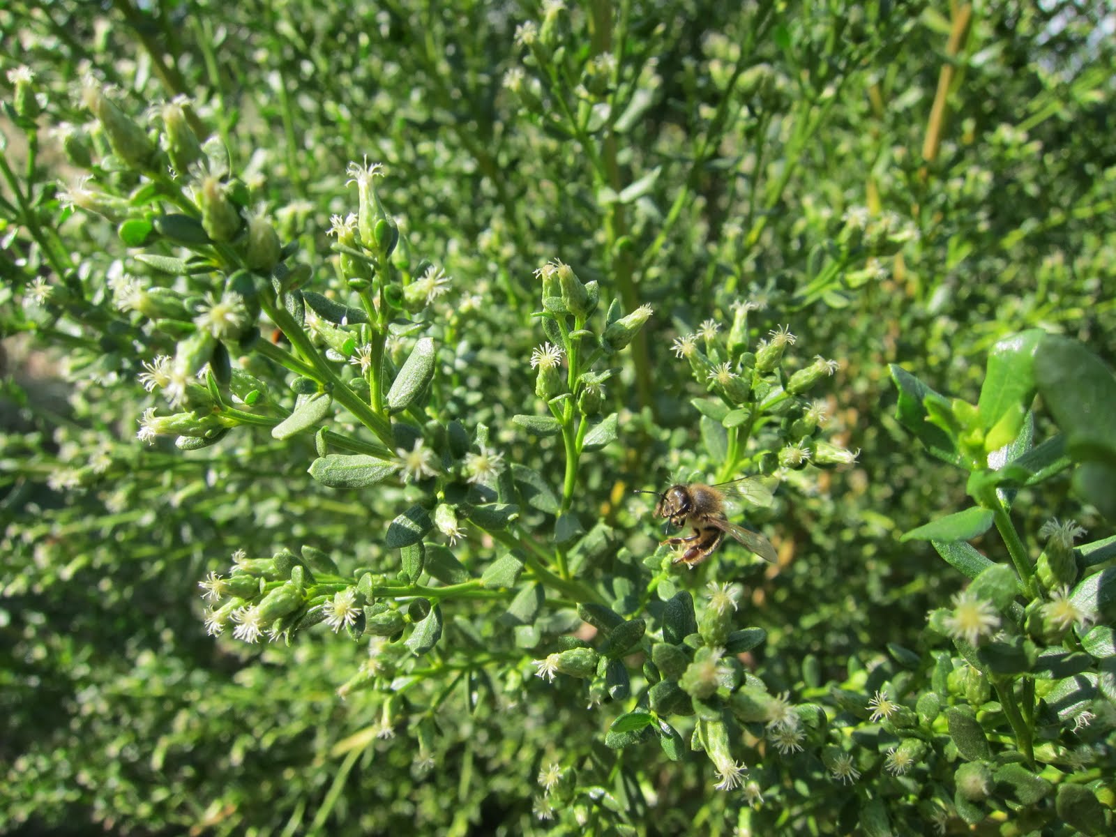 Castle Rock Farm California Native Plants Coyote Bush