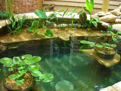 koi-pond-no-plants-3.jpg
