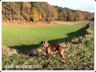 Boxer Amy beim Spaziergang
