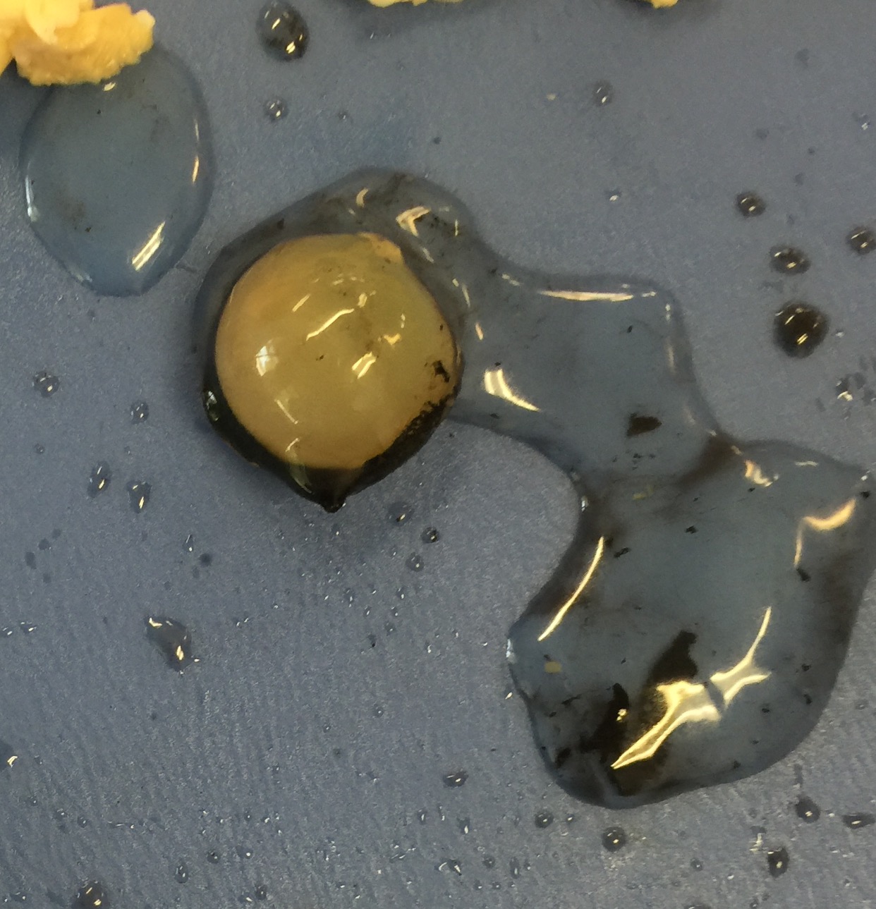 Sheep Eye Dissection