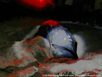 Leatherback turtle was laying eggs at the beach of Tambrauw regency