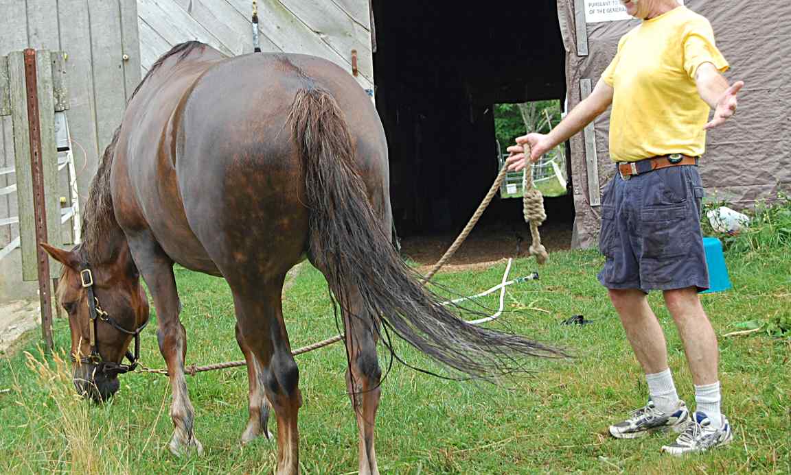 Living the Dream Clean horses