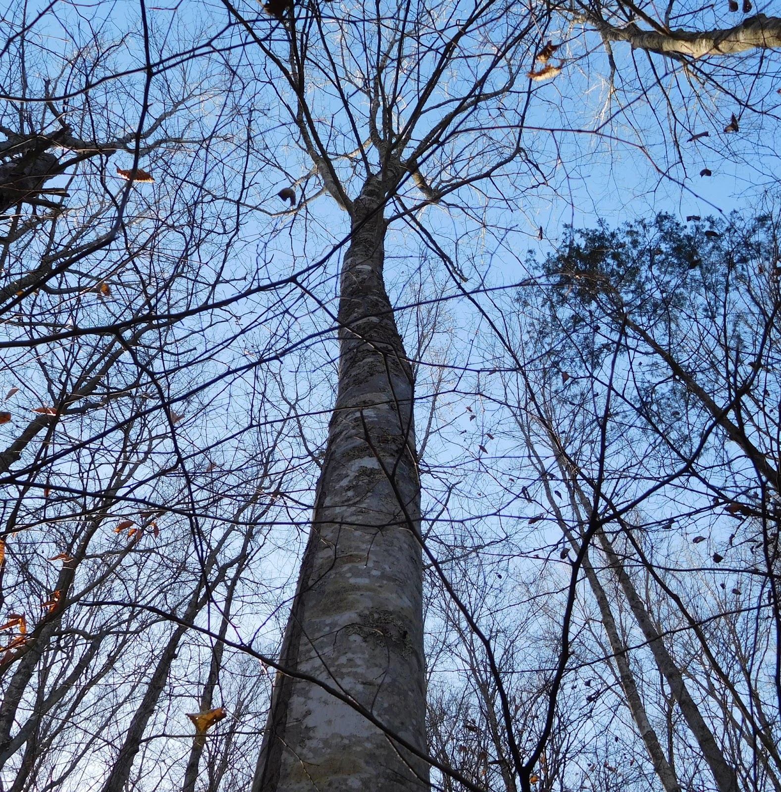 My eyes were here A native Kentucky Tree