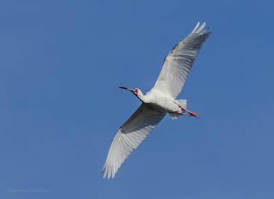 Birds in Flight Photography  - Canon EOS 80D