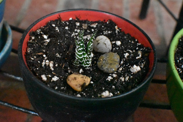 Haworthia attenuata