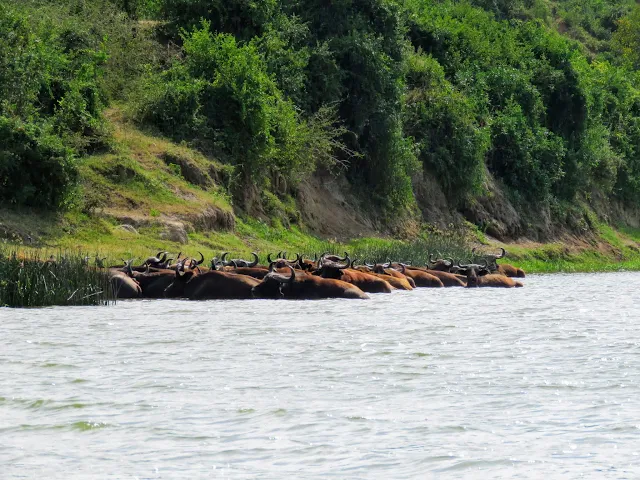 Herd of African Buffalo on the Kazinga Channel in Southwest Uganda