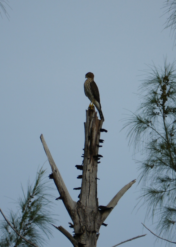 Cape Coral Floride red-shouldered hawk