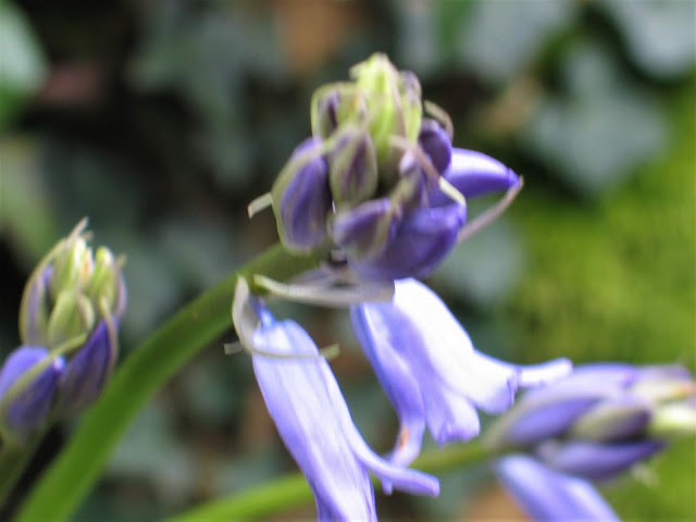 bluebell - early spring flower on a cornish bank