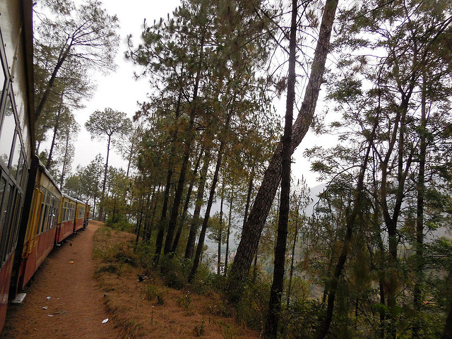 Train going through forest 