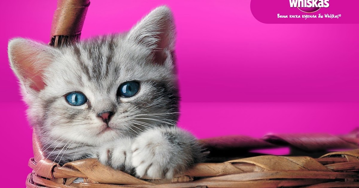 Review Makanan Kucing Whiskas Junior Kitten Radiokucing Com