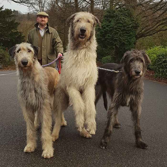 20 Hilarious Photos Of Irish Wolfhounds That Prove How Adorably Big They Are