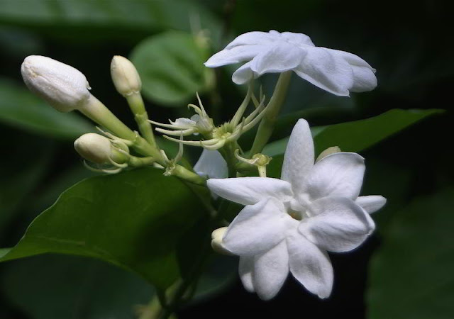 jenis bunga Melati putih
