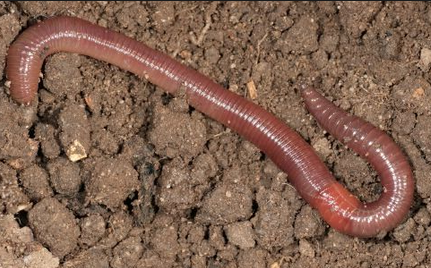 Kreasi Zafran Obat Sakit Tipes Tradisional Yang Bisa Anda