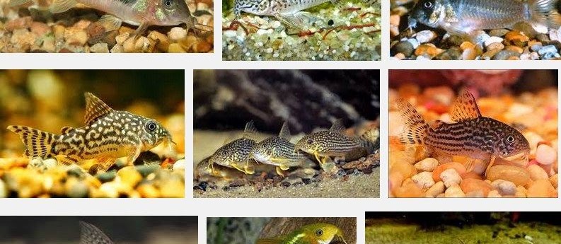 Klasifikasi Ikan Corydoras (Tikus Kecil) Serta Cara Merawatnya