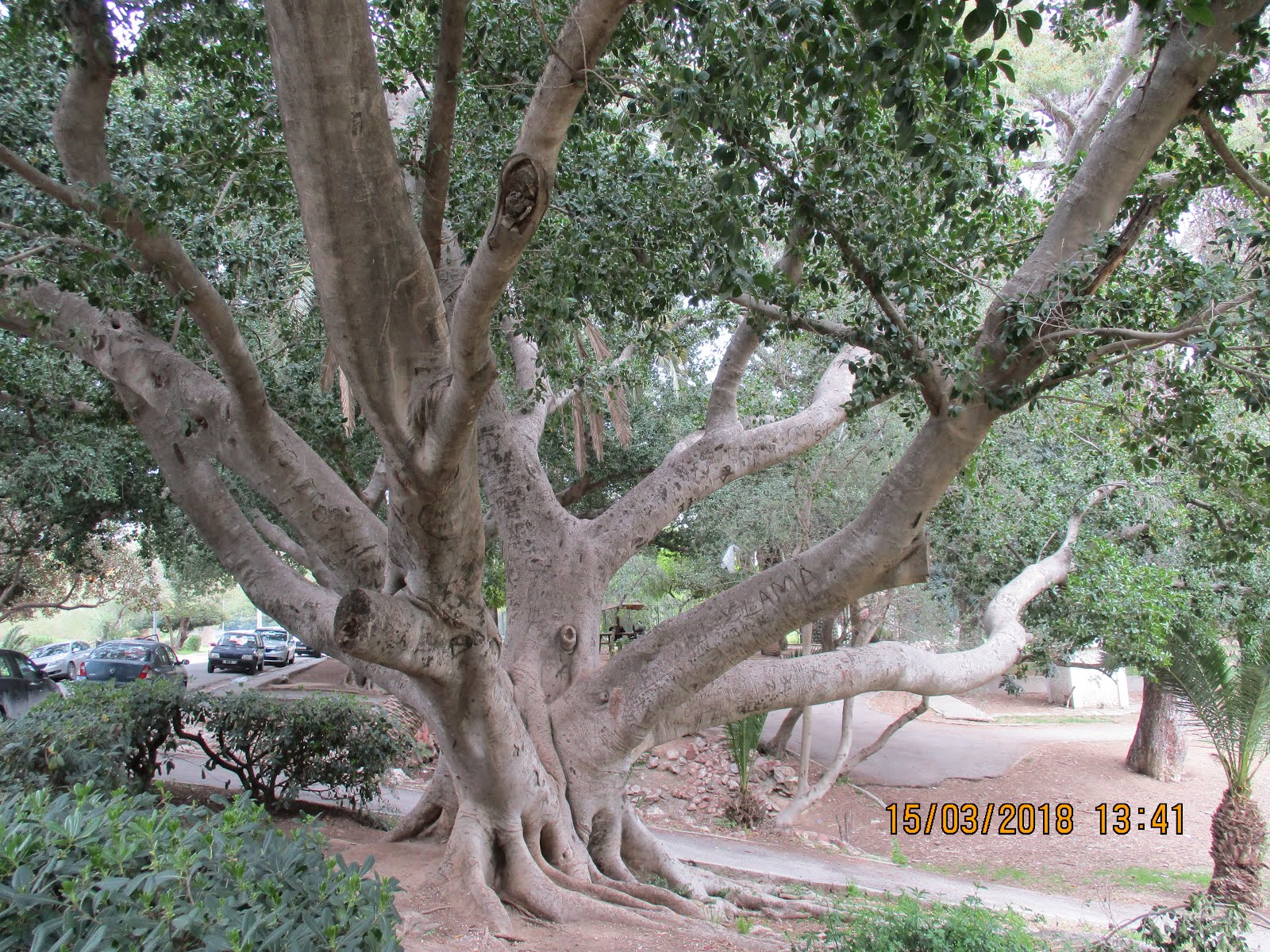 شجرةٌ عظيمةٌ، حديقةُ البلفدير، تونس.