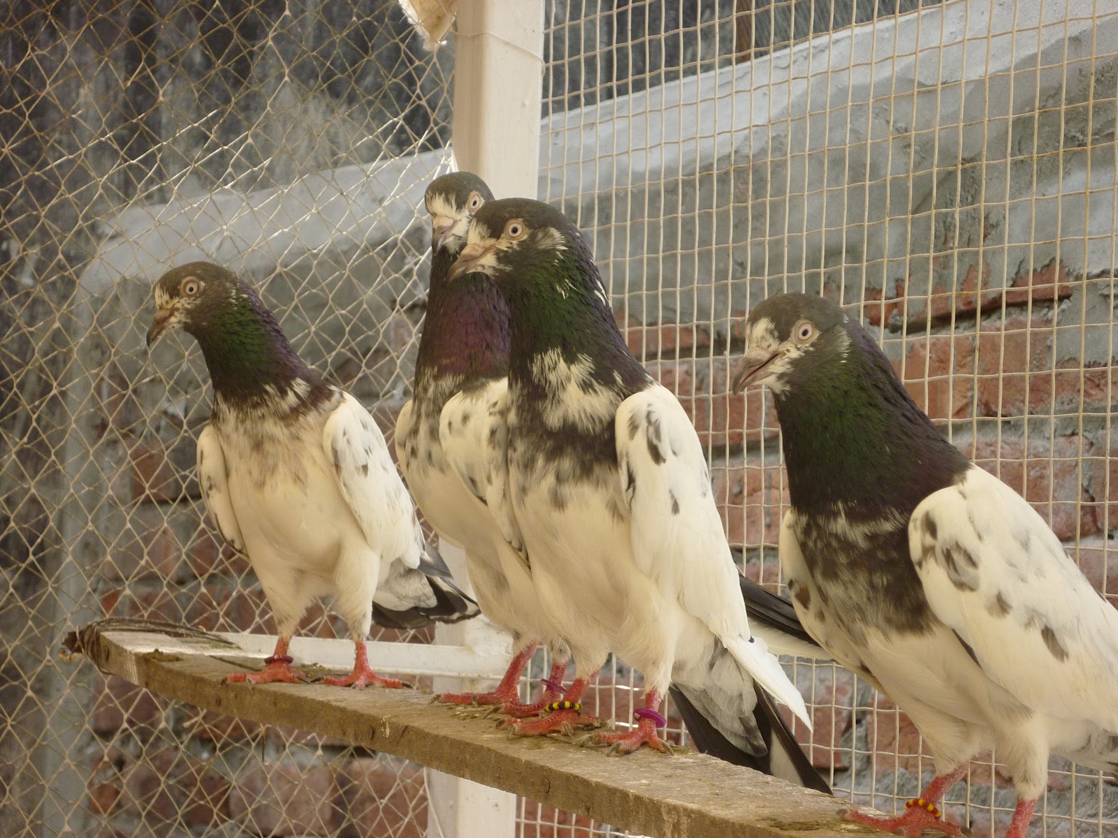 Top 5 Teddy and Golden Pigeons (kabootar) Latest Teddy pigeons