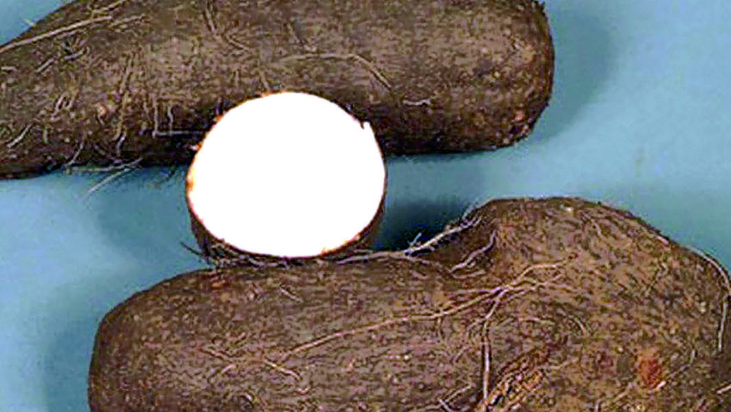Yam validated to treat cancer, diabetes, pain, bone loss, others