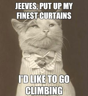 Cat Memes Photos Cat Memes Photos