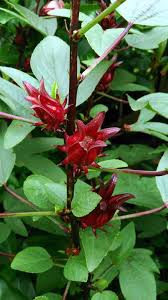 Roselle Frucht (Kra-Jieb Deang) - กระเจี๊ยบแดง