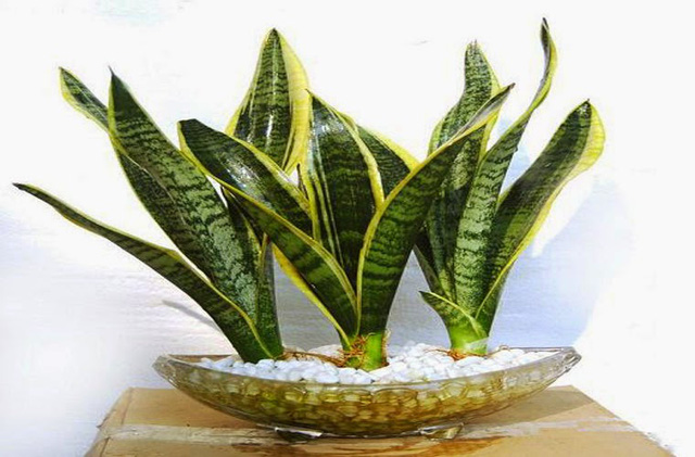 cây trồng trong nhà đẹp cây trồng trong nhà đẹp