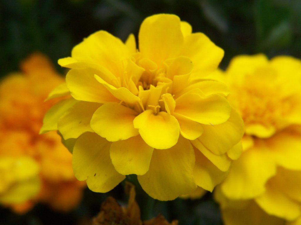 Gardening and Flowers Yellow Marigold