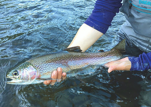 The beauty of these Delaware rainbow trout just blows me away. Another stunner! The beauty of these Delaware rainbow trout just blows me away. Another stunner!