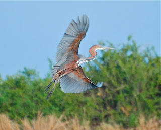 Goliath Heron