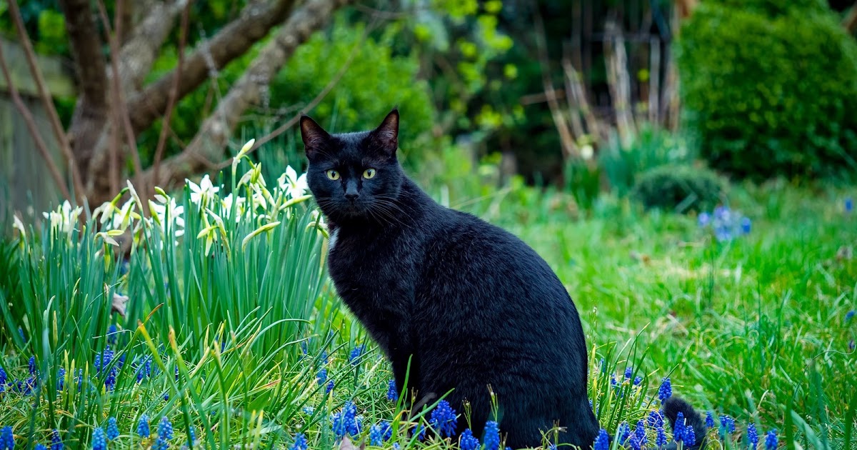 Cats in Gardens: Black and Blue