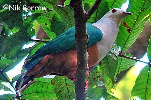 Finsch´s imperial pigeon Ducula finschii