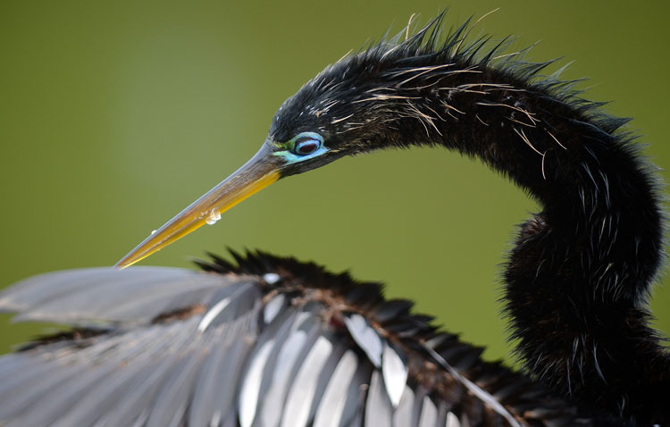 ...since they have no insulating feathers either, Anhingas require warm temperatures to survive. We don't see many Anhingas up here in Cincinnati.