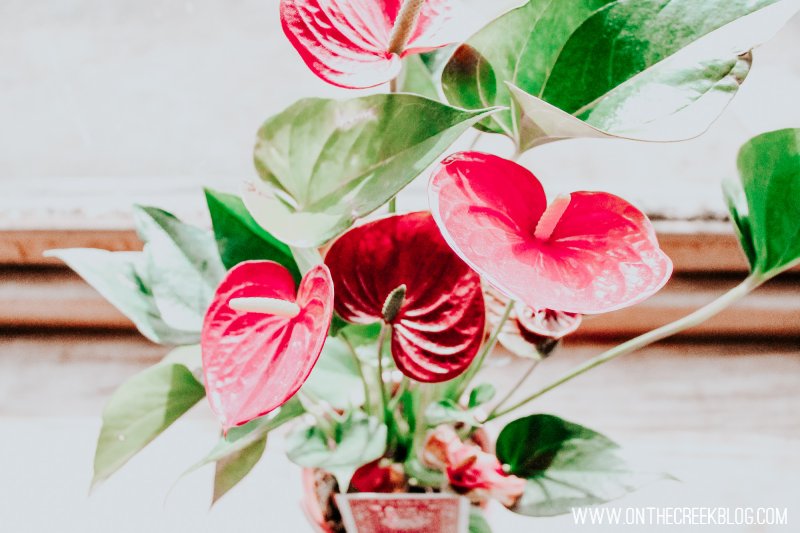 Ace of Hearts Anthurium + Plant Care Guide
