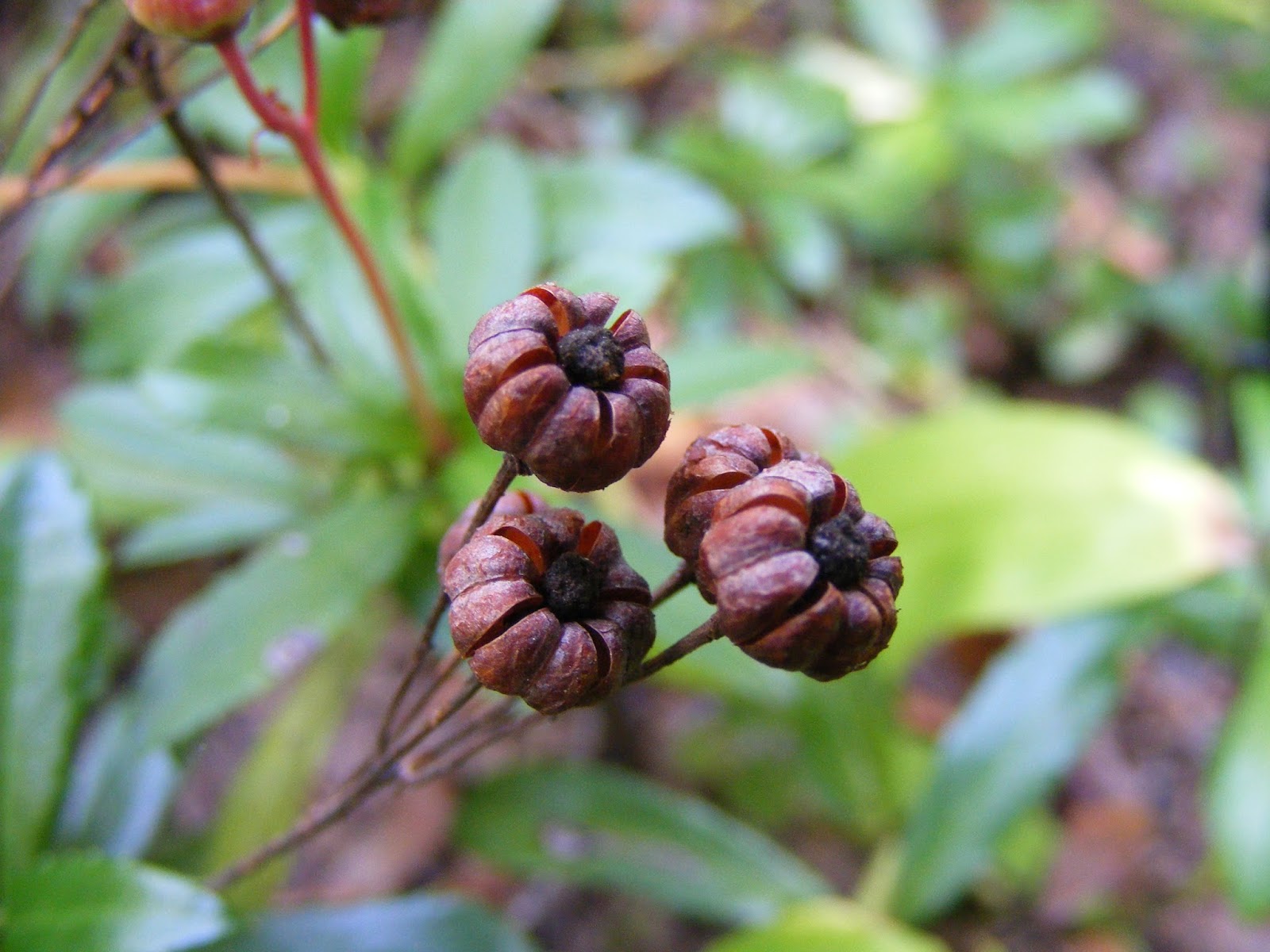 The Herb Hound PIPSISSEWA