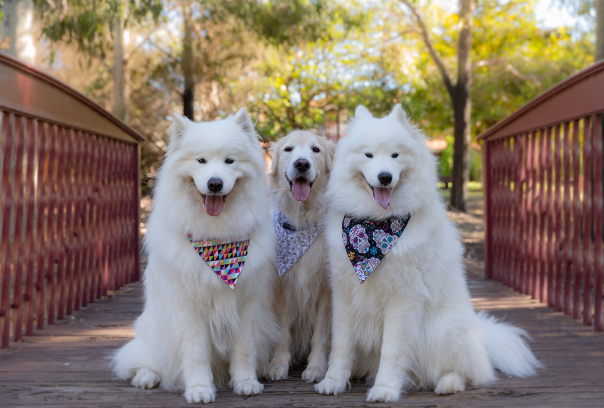Hashtag Hipster Hounds Collars and Bandanas Australian Dog Lover