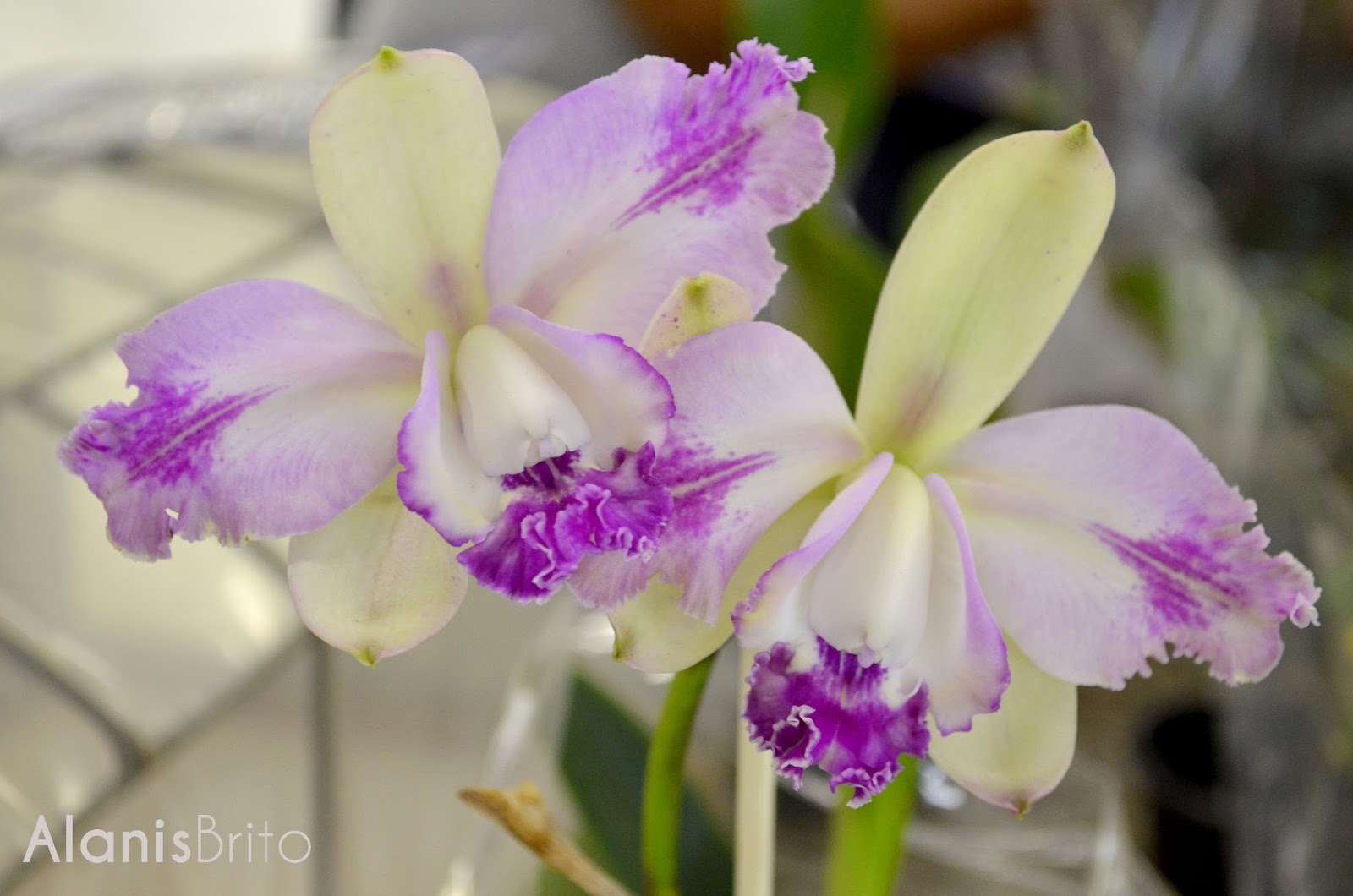Professor ensina técnicas e dicas de cultivo em curso de orquídeas |  Orquidário UEL