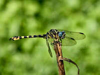 Capungbesar| Dragonflies