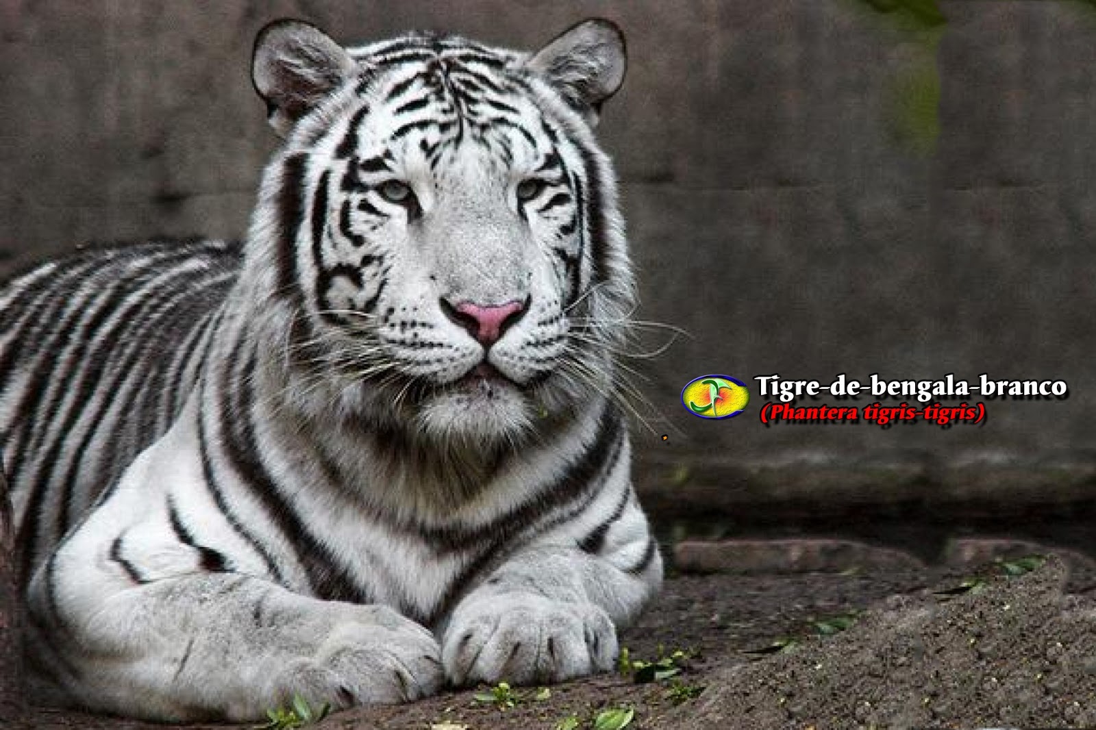 белый тигр красная книга. белый тигр смысл. белый тигр смысл. белый тигренок. белый тигр смысл.