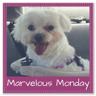 Marvelous Monday 7/17/2017 Marvelous Monday, Lexi, TBR, Currently Reading, Photo taken by Charity Rowell, On My Kindle Book Reviews