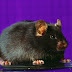 Logran implantar recuerdos falsos en el cerebro de ratones
