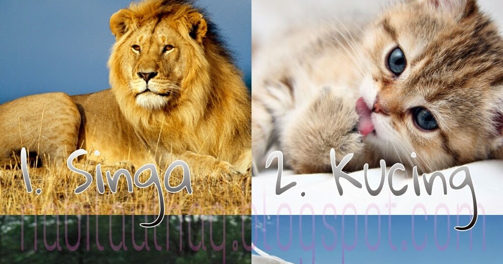 Edisi Tentang Hewan (Tes Kokologi Cinta) A Piece of Life