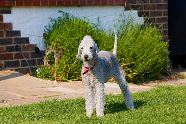 10 of the Most Unusual Dog Breeds