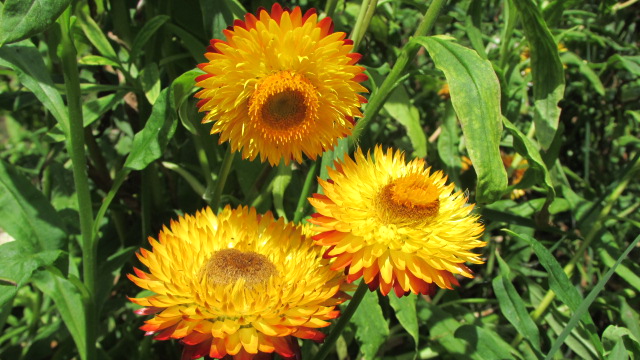 O Blog do Jardim: Sempre-vivas, para arranjos de flores secas