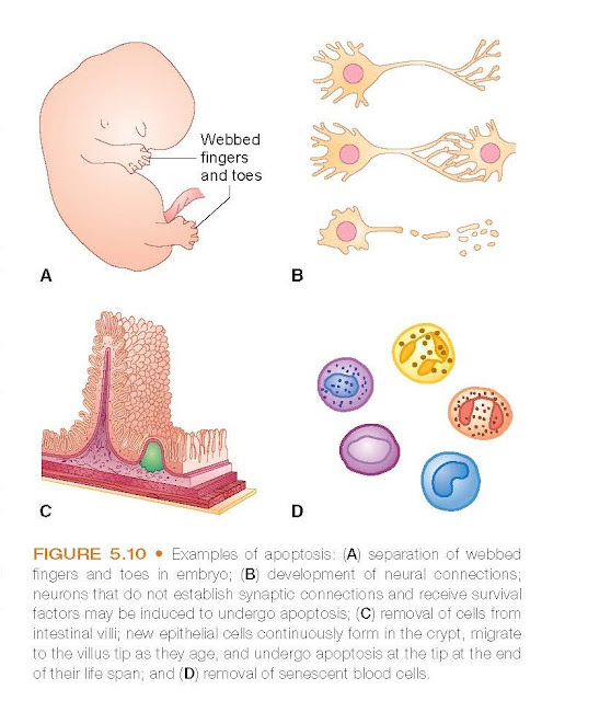 Examples of apoptosis: