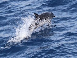 ORCA on board "CAP FINISTERE"