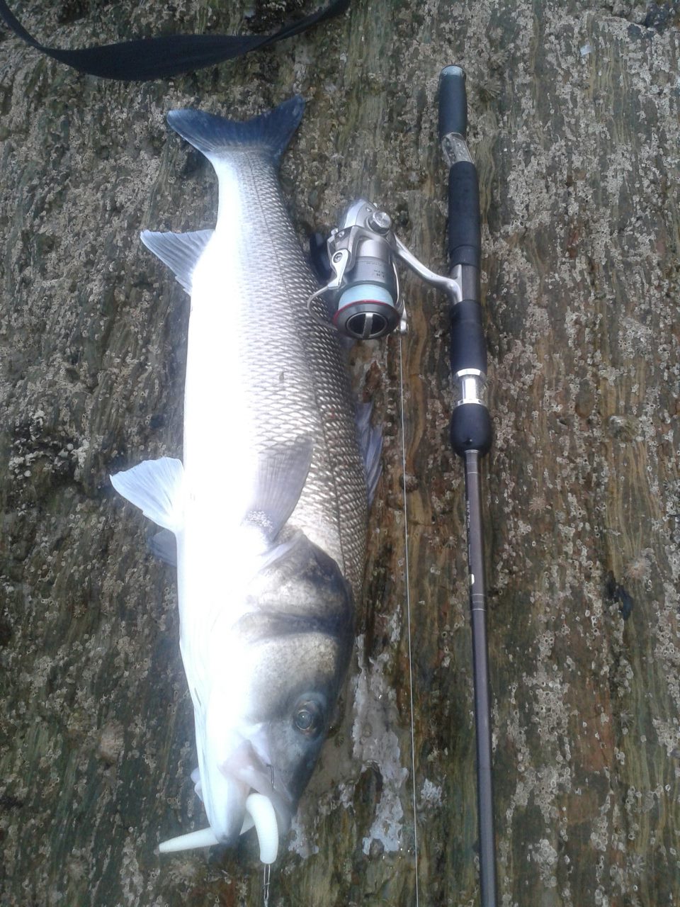 Cork Harbour Angling Hub What a crackin' session....