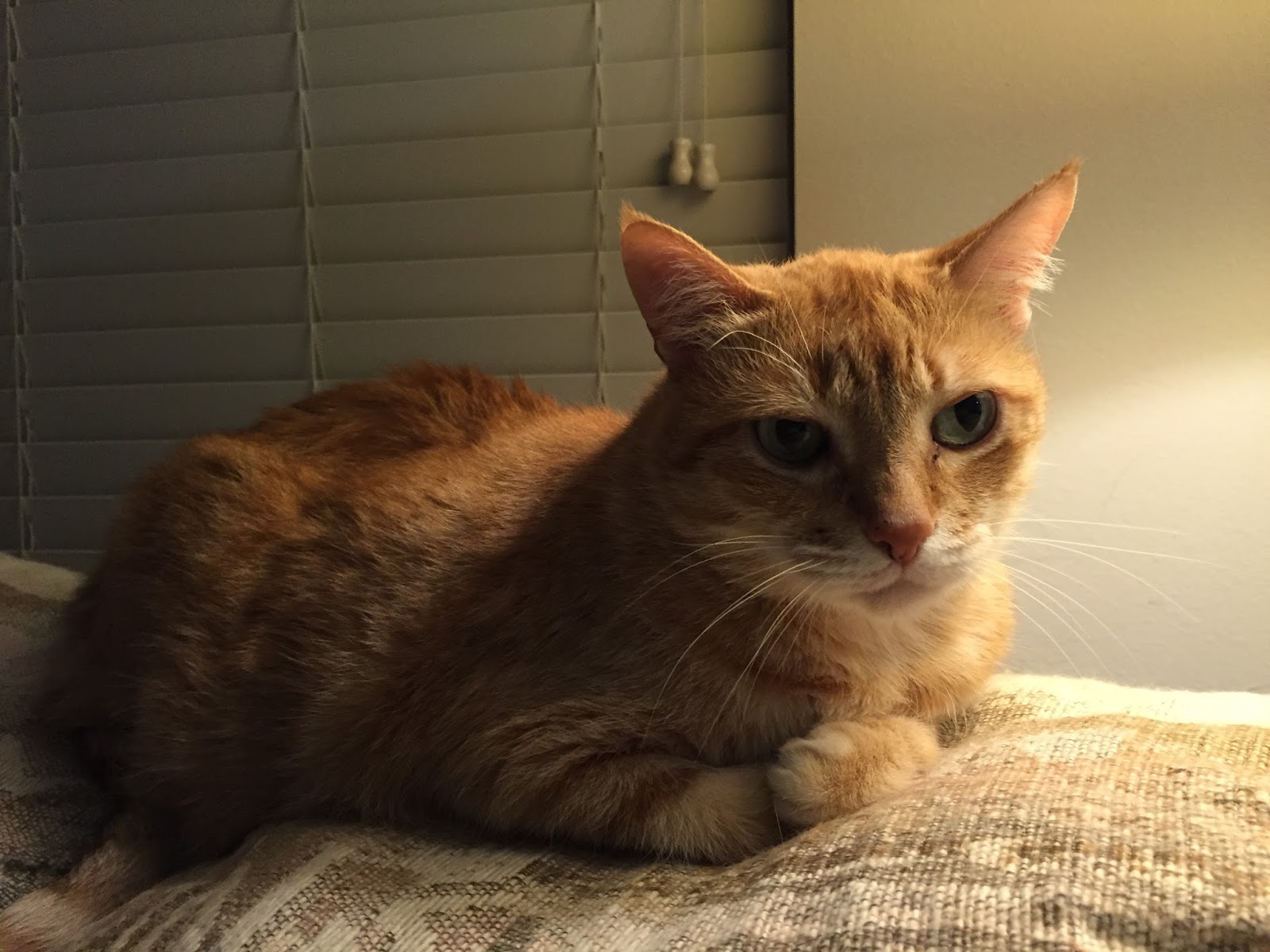 TCC National Tabby Cat Day