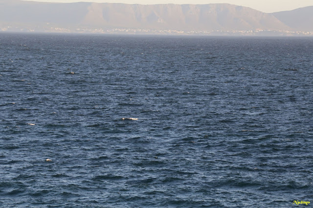 Ciudad del Cabo y Garden Route - Blogs de Sudáfrica - 22-11-18. Segundo día en Ciudad del Cabo y camino a Hermanus. (6)