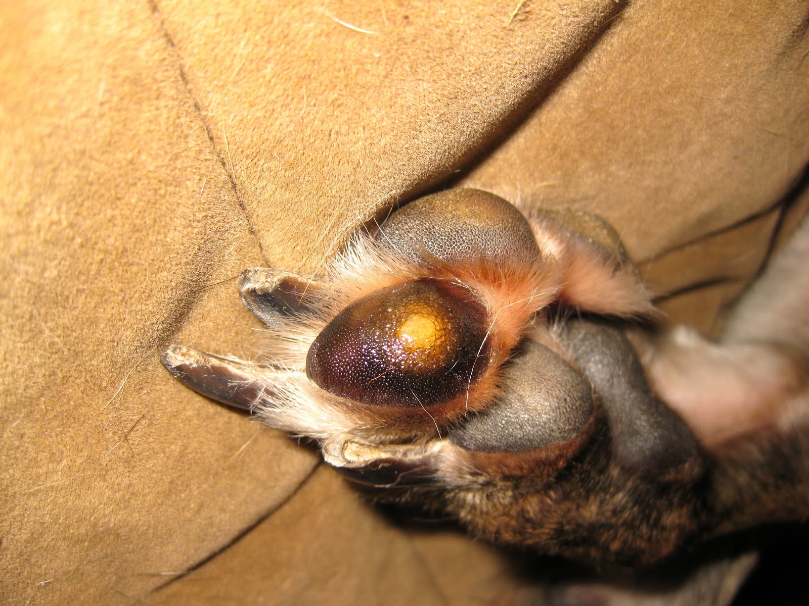 Baron and his CornSearching for a Cure Life With a Corn Jack's Gel June 13